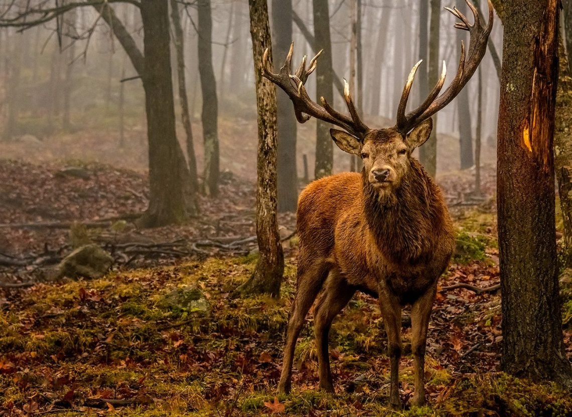 Handy Ways to Improve on Your Wildlife Photography Skills